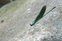 Neurobasis luzoniensis