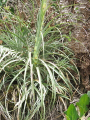 Puya lineata