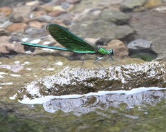 Neurobasis luzoniensis