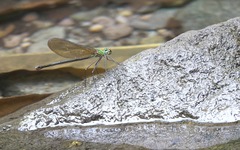 Neurobasis luzoniensis