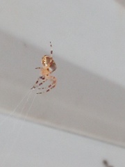 Araneidae