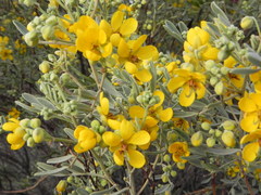Senna artemisioides coriacea