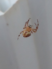 Araneidae