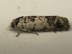 Eucosma ornatula