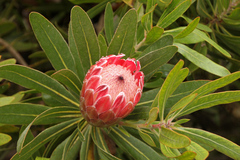 Protea