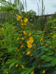 Chamaecrista fasciculata