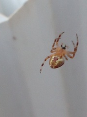 Araneidae