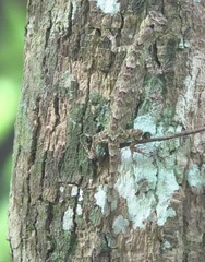 Draco spilopterus