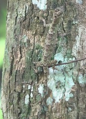 Draco spilopterus