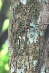 Draco spilopterus
