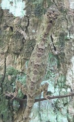 Draco spilopterus