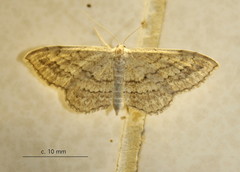Scopula subobliquata