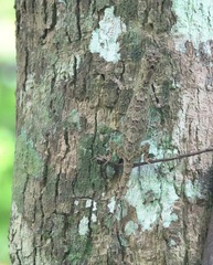 Draco spilopterus