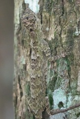 Draco spilopterus