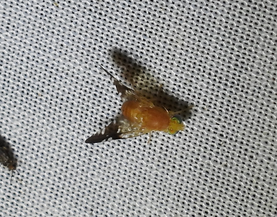 Gymnocarena defoei