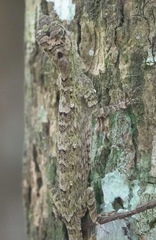 Draco spilopterus