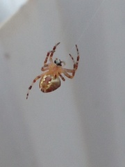 Araneidae