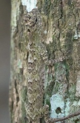 Draco spilopterus