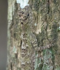 Draco spilopterus