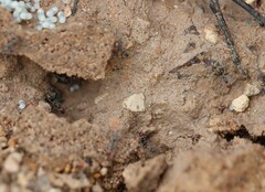 Iridomyrmex rubriceps