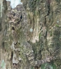 Draco spilopterus