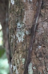 Draco spilopterus