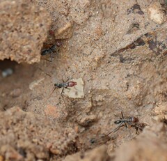 Iridomyrmex rubriceps