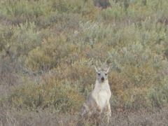 Osphranter robustus erubescens