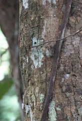 Draco spilopterus