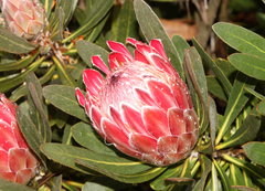 Protea