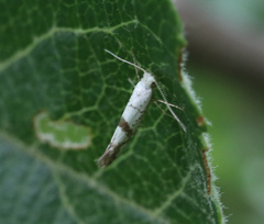 Argyresthia curvella