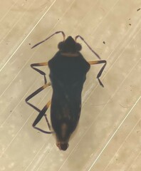 Microvelia pulchella