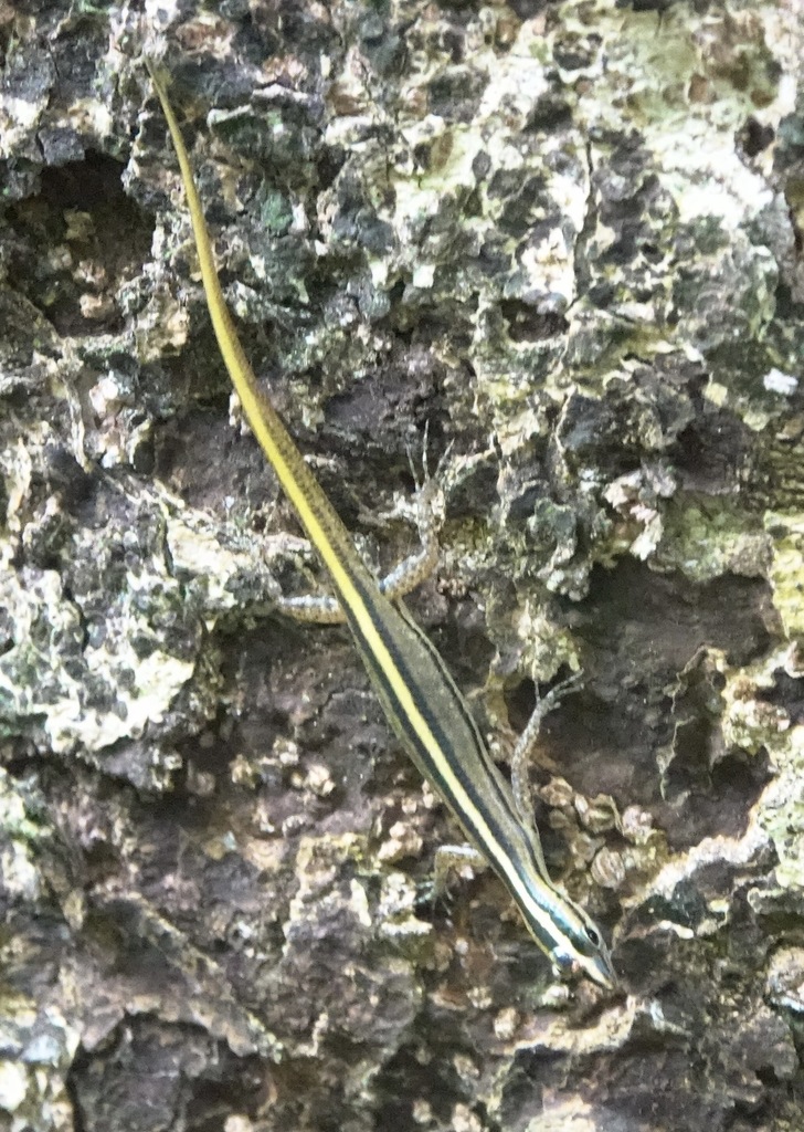 Yellow-striped Slender Tree Skink from Consocep Nature Park: falls ...