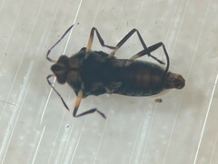 Microvelia pulchella