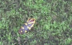 Phymatostetha perspicillaris