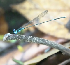 Risiocnemis serrata