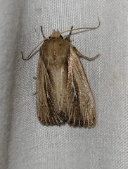 Hypocoena rufostrigata