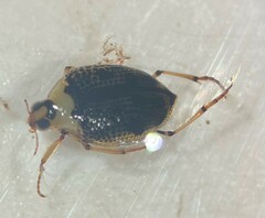 Peltodytes edentulus