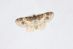 Hydrelia condensata