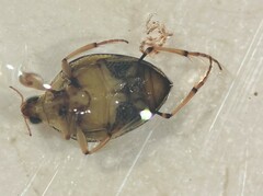 Peltodytes edentulus