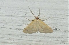 Paracorsia repandalis