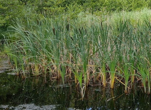 Širokolisni rogoz (Typha latifolia)