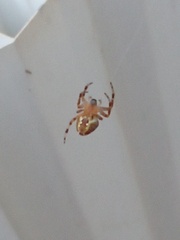 Araneidae