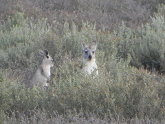 Osphranter robustus erubescens