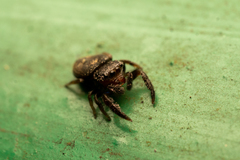 Simaethina
