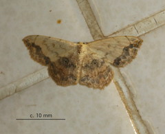 Scopula pulchellata