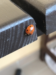Coccinella septempunctata