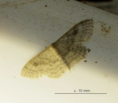 Idaea consericeata