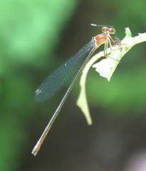 Igneocnemis haematopus