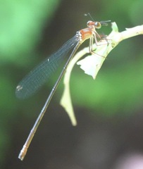Igneocnemis haematopus